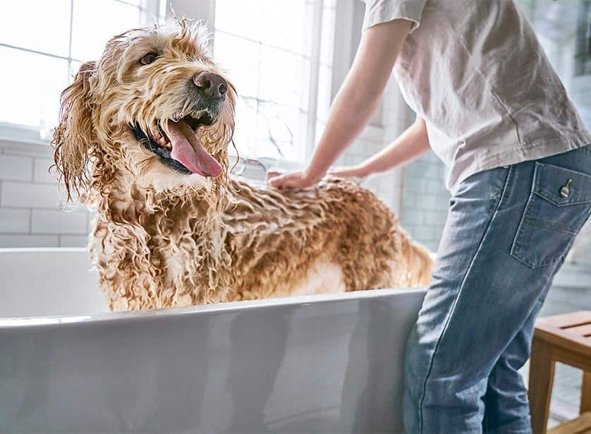 Cão a tomar banho.