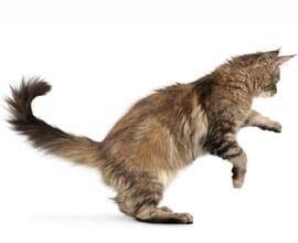 Imagem de gato