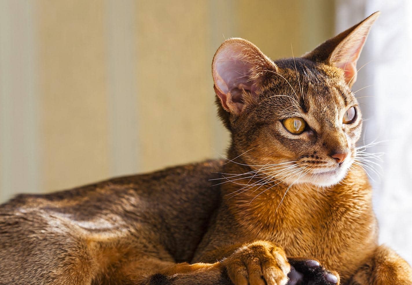 Gato abissínio a olhar pela janela.
