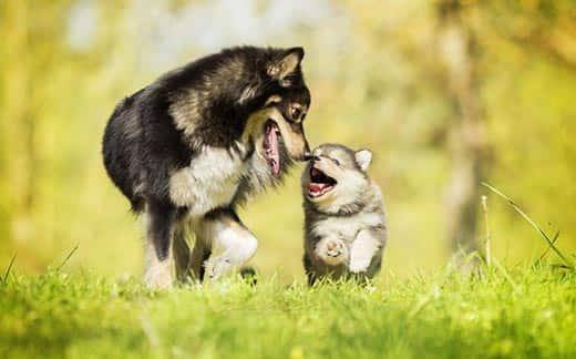 Cão adulto com o nariz encostado a um cachorro a correrem no exterior.