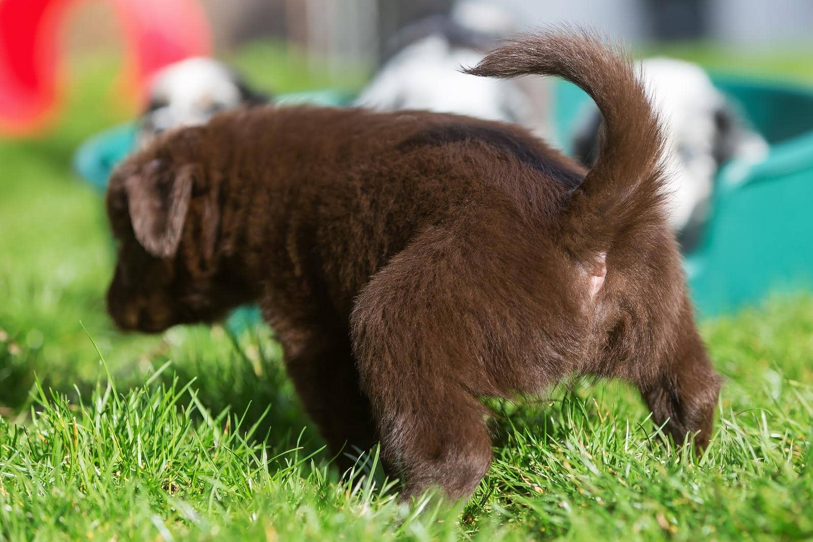 Cachorro Pastor Australiano castanho a urinar na relva com outros cachorros em segundo plano