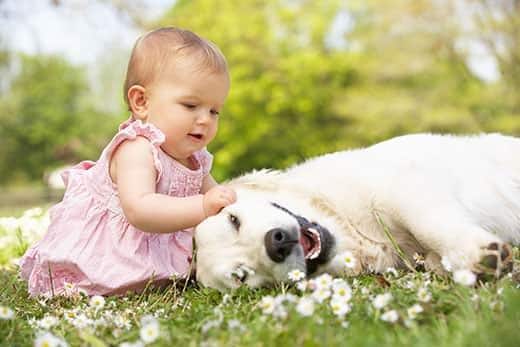 baby-girl-petting-golden-retriever-outdoors-SW Rapariga bebé em vestido de verão a dar mimos ao cão da família