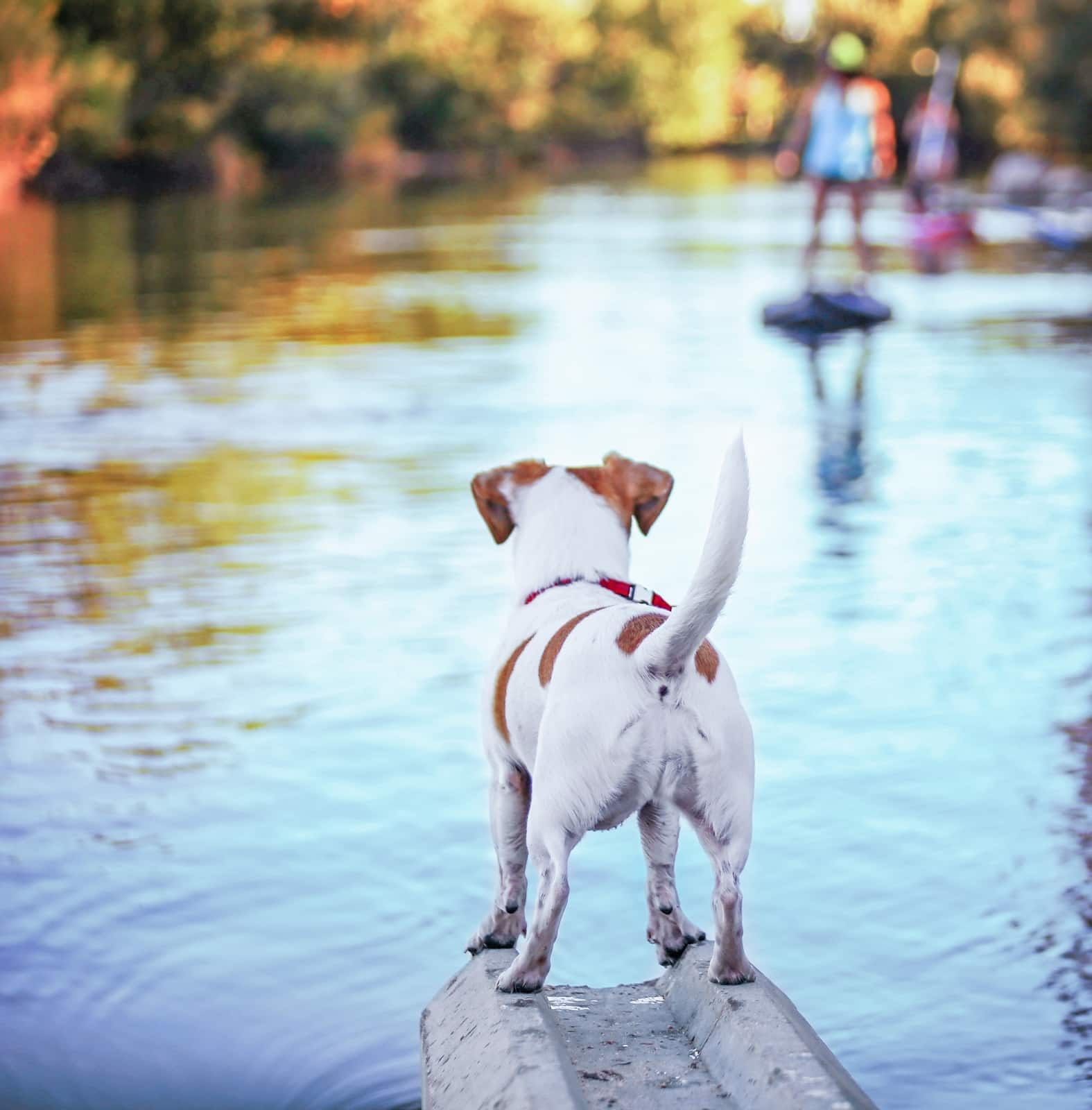 Rabo de um Jack Russell terrier a olhar para o rio com pessoas em fundo..