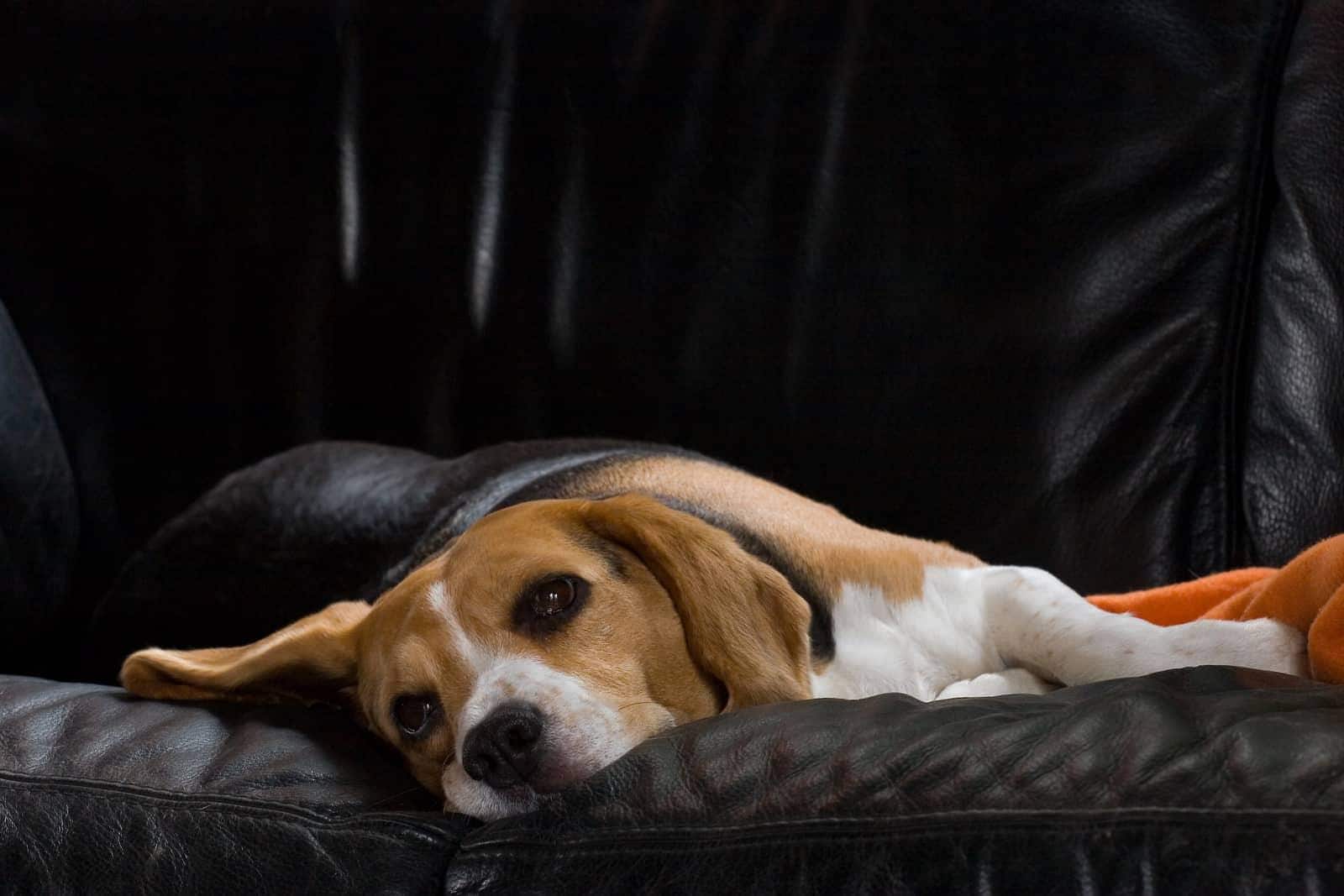 Beagle fêmea a descansar num sofá de pele preta.