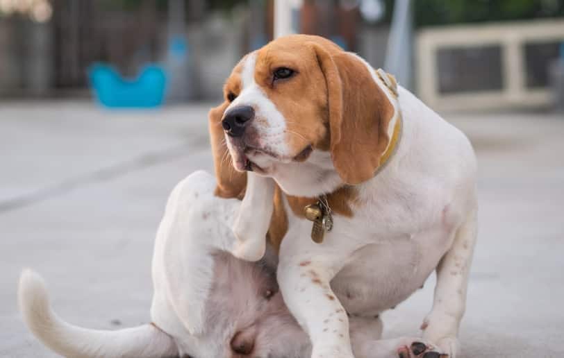 Um beagle a coçar a orelha.