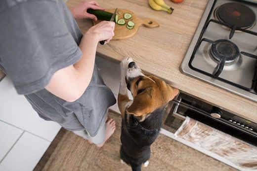 Beagle em pé junto a um humano a cortar um pepino