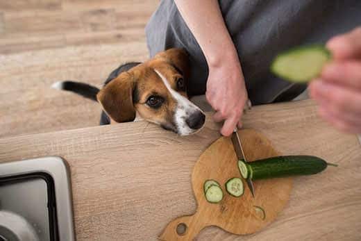 Beagle com a cabeça para cima perto do balcão da cozinha a observar um humano a cortar um pepino numa tábua de cortar. 