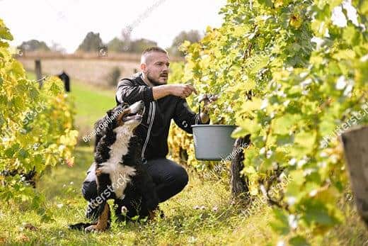 Boiadeiro de Berna sentado a olhar para um homem ao seu lado a apanhar uvas numa vinha.