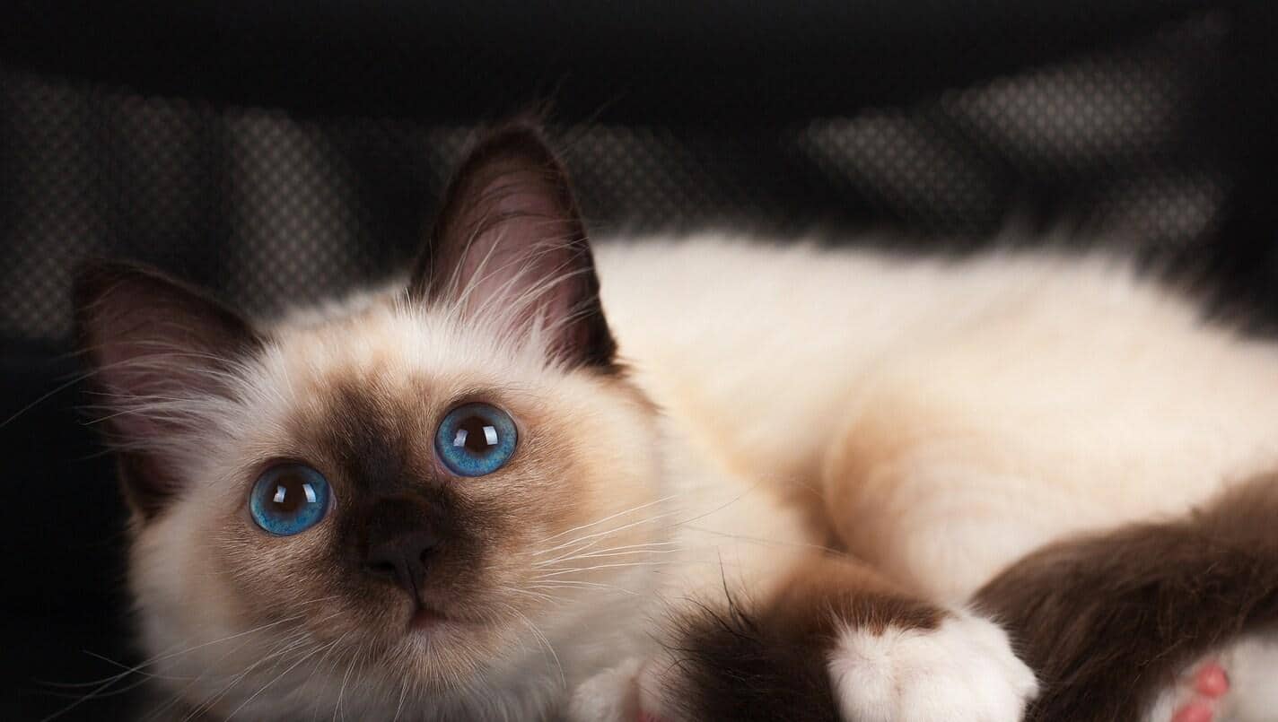 Um gatinho sagrado da Birmânia de 4 meses deitado numa cadeira de escritório.