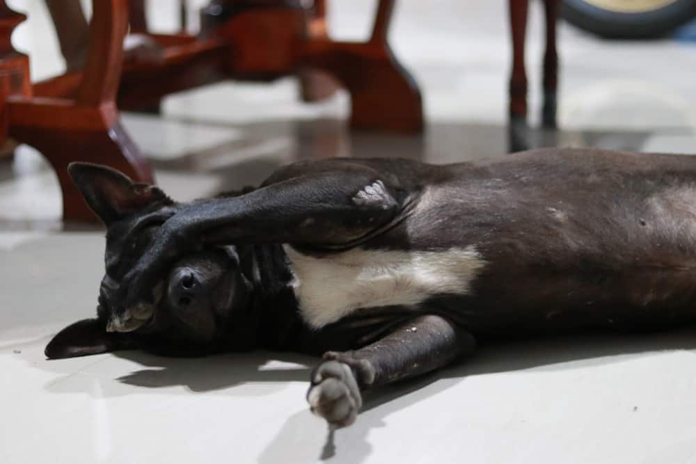 Cão preto esconde os olhos por baixo da pata.