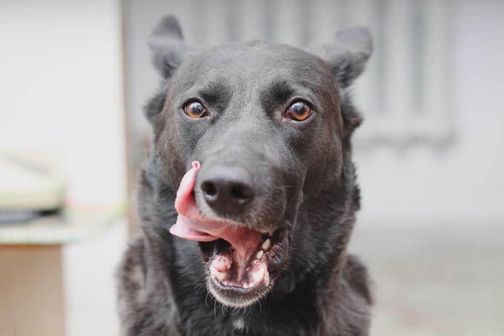 Cão preto com lingua de fora a lamber o canto da boca.