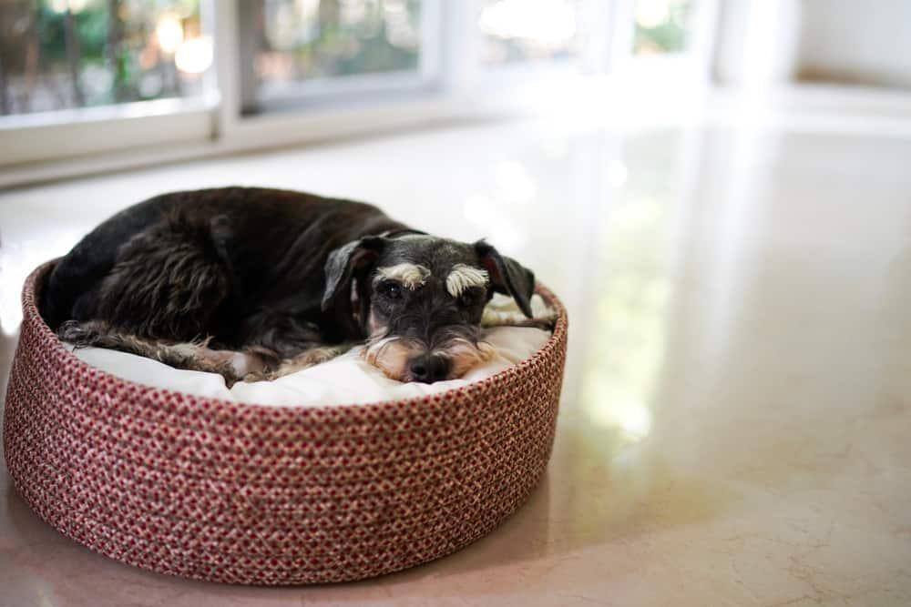 Mini-schnauzer preto deitado numa cama para cão