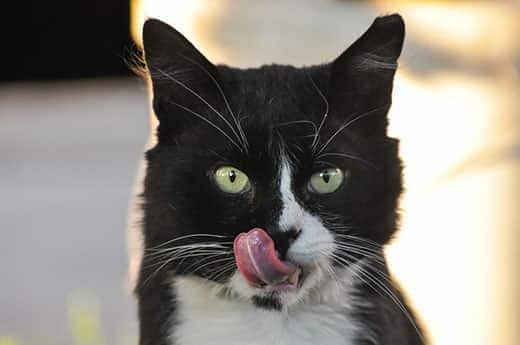 Gato preto e branco com olhos verdes a lamber os bigodes.