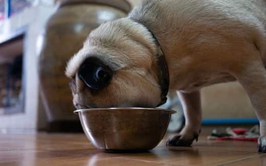 Pug loiro com a cabeça enterrada numa taça metálica para ração.