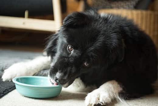 Border collie deitado a lamber o interior de uma taça verde.
