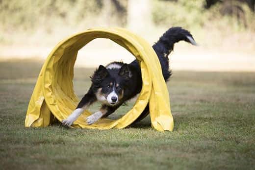 Border Collie a correr num túnel de agilidade