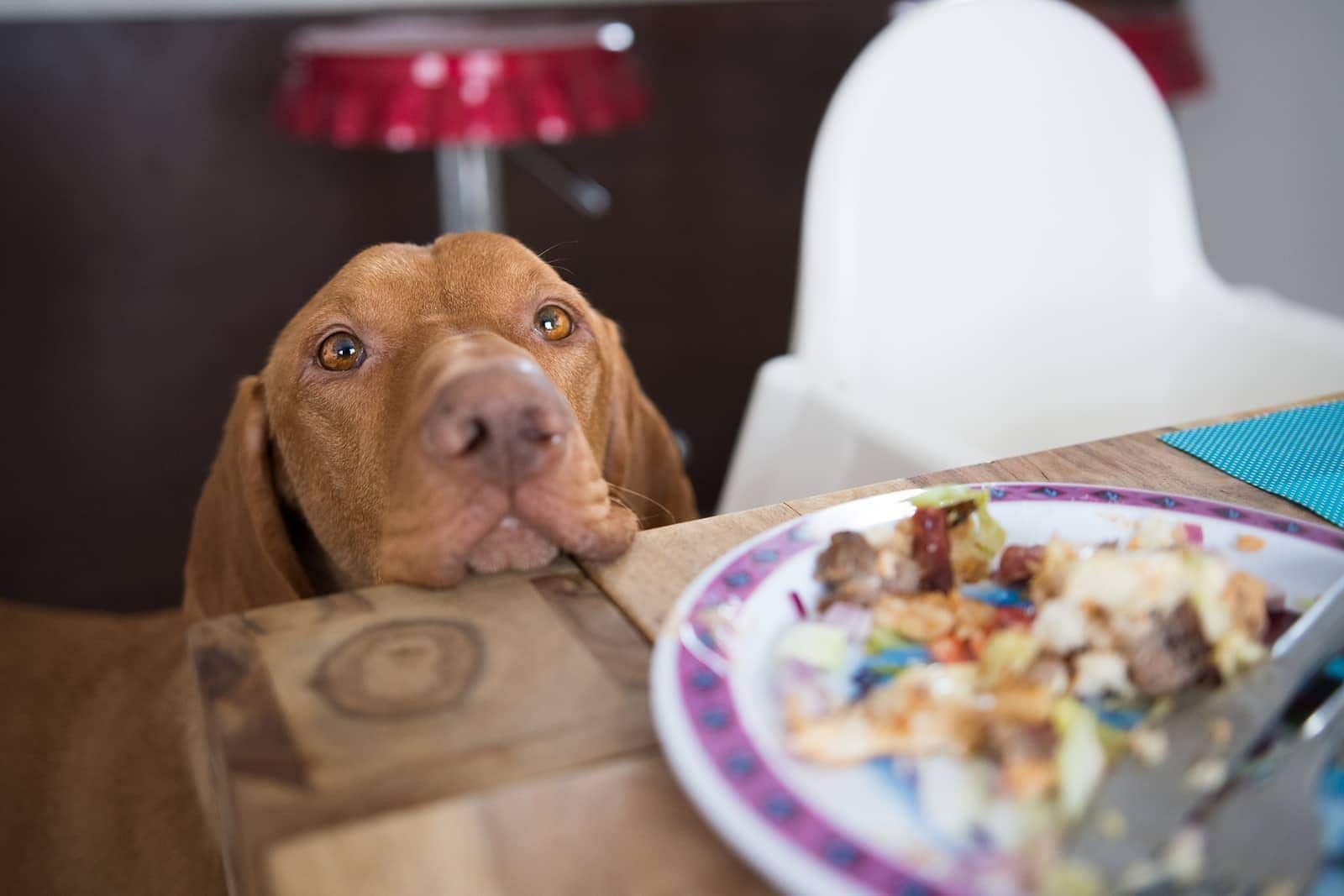 Cabeça do cão encostada sobre a mesa a olhar para a comida do tutor.