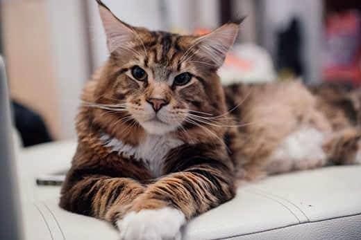 Gato Maine Coon grande deitado num sofá cinzento.