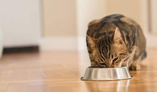 Gato cinza malhado a comer de um comedouro de metal.