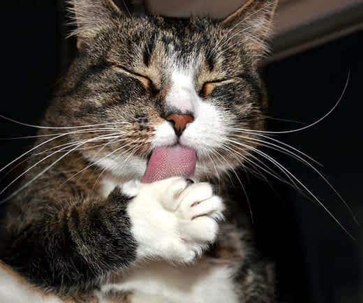 Gato castanho malhado com os olhos fechados enquanto lambe a pata da frente
