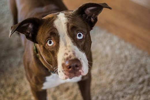 Um cão castanho e branco triste com olhos turquesa a olhar para cima.