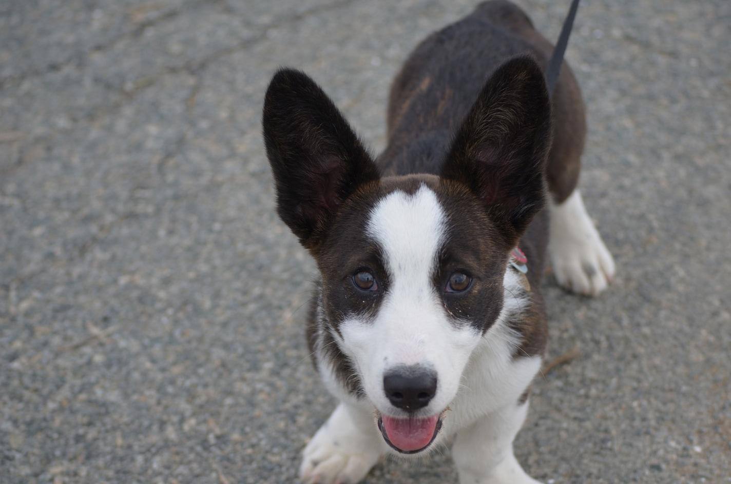 Bonito cachorro castanho e branco com trela a olhar para cima