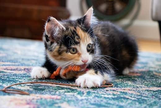 Gatinho tartaruga a brincar com uma corda laranja e castanha deitado num tapete azul.