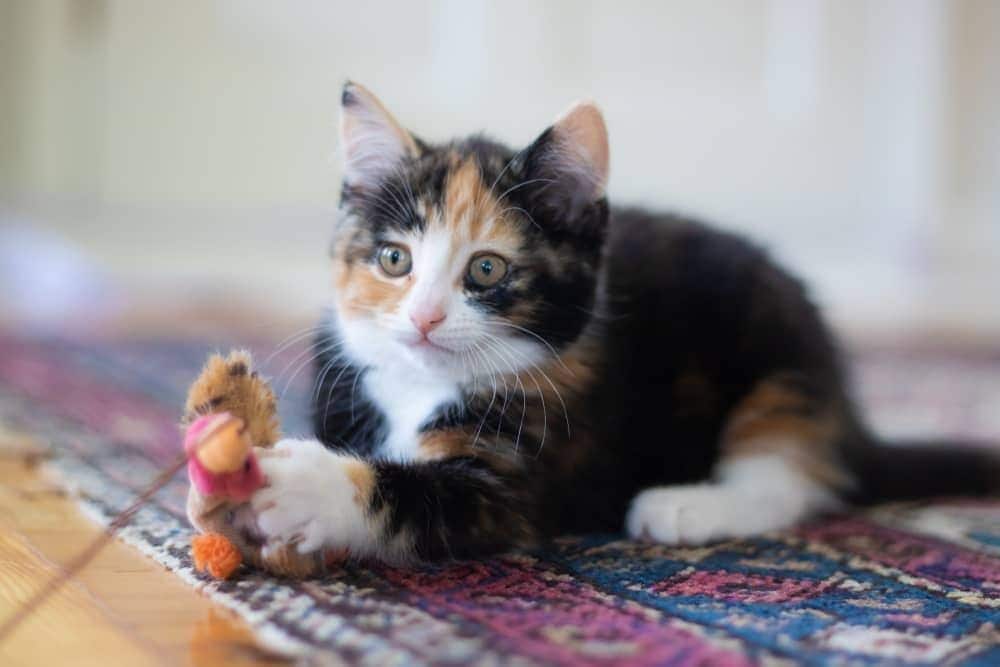 Gatinho tricolor deitado num tapete com um brinquedo de cordel
