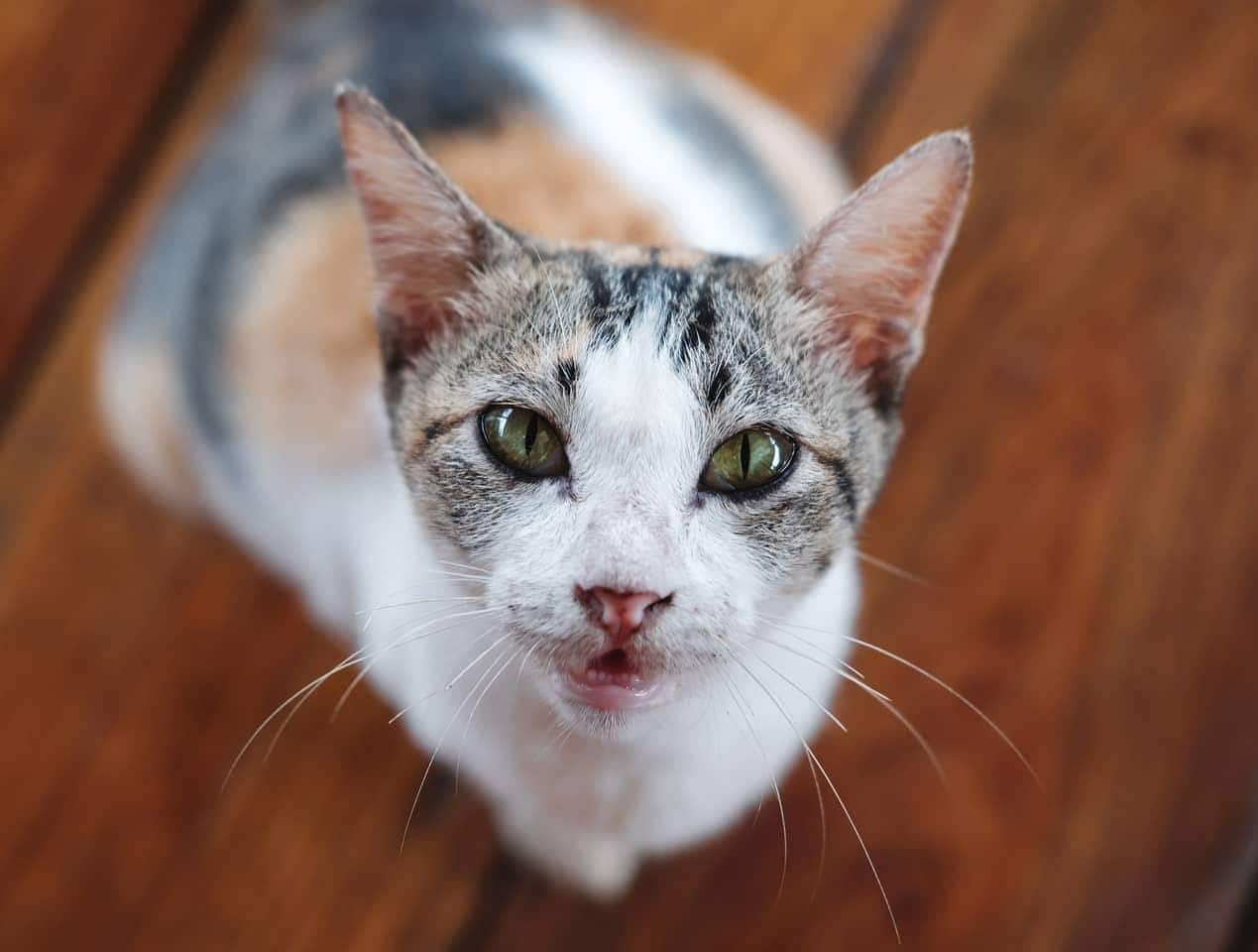 Gato malhado a olhar para cima com piso de madeira no fundo.