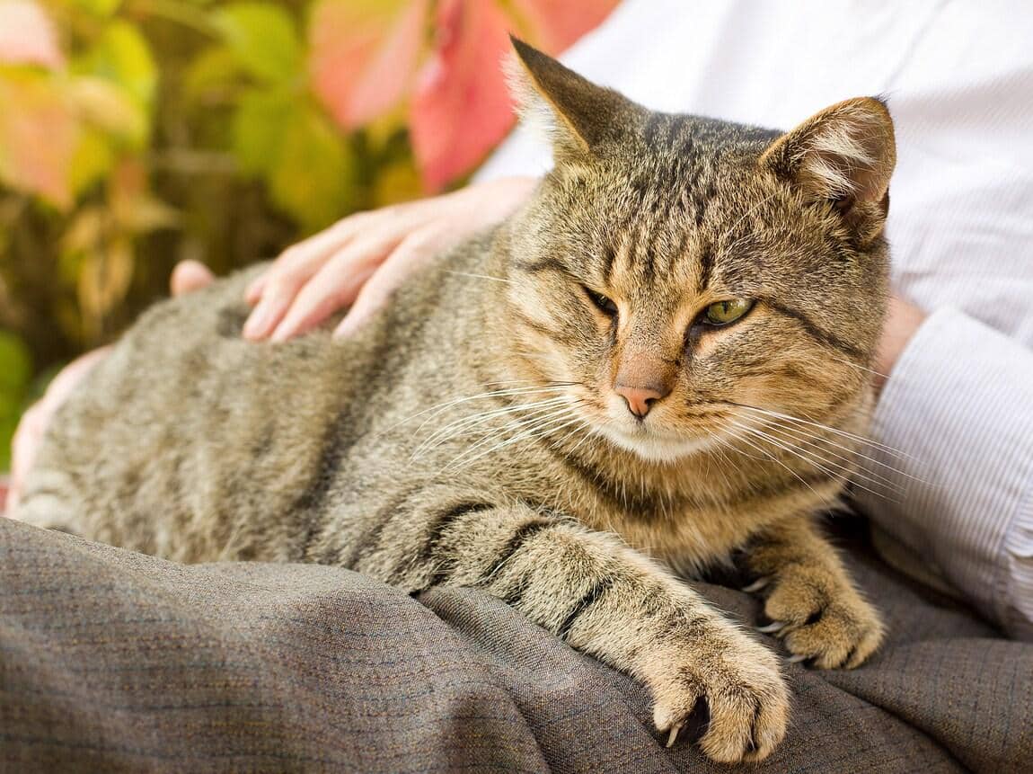 Gato tigrado deita-se no colo do humano enquanto recebe carinhos