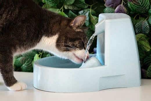 Gatos bebem água limpa de um distribuidor de água. Fonte de água para gato. Sede no animal de companhia. Desidratação no gato.