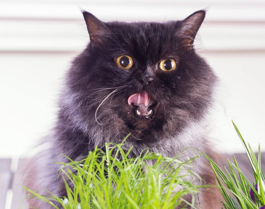 Gato de pelo comprido com a boca aberta a mordiscar erva