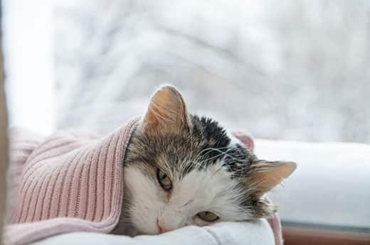 Cay deitado debaixo de cobertores rosa perto de uma janela com um cenário de inverno.