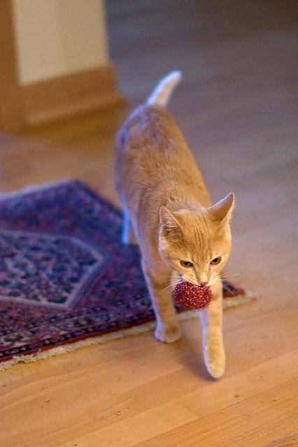 Gato ruivo com bola na boca.