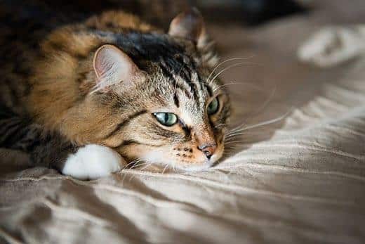 Gato de pelo comprido com olhos verdes a descansar na cama de uma pessoa.