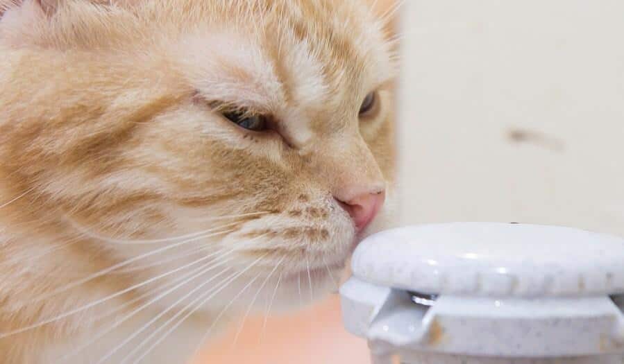 Gato laranja a cheirar o topo da bomba de água automática