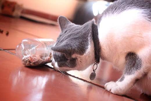 Gato cinzento e branco a cheirar uma garrafa de plástico, a ser usada como puzzle de alimento com ração seca dentro.