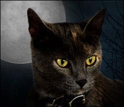 Gatos e Halloween