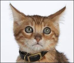 Gato com medo de trovões e fogo de artifício