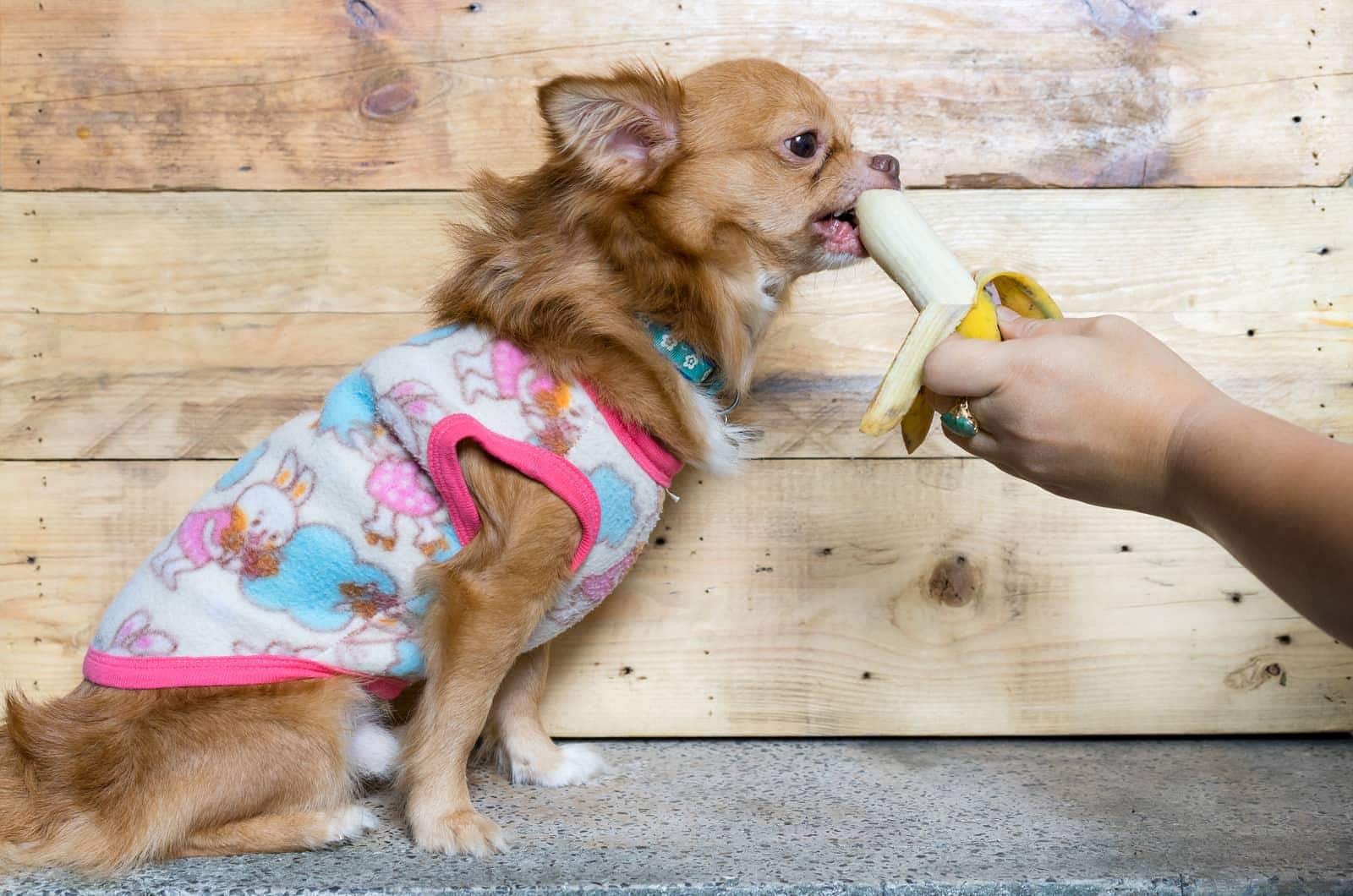 Chihuahua de pelo comprido castanho com camisola cor-de-rosa come banana pela mão de um humano.