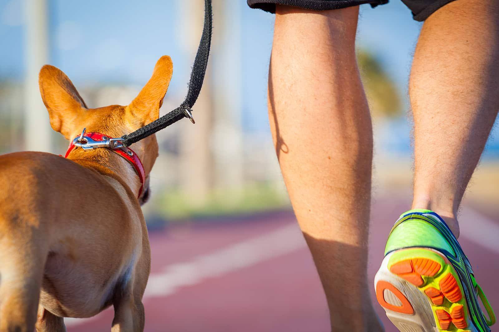Um chihuahua a passear com o tutor