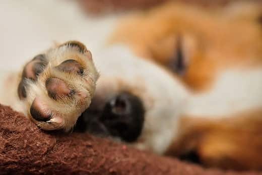 Imagem aproximada das patas de um cachorro beagle.