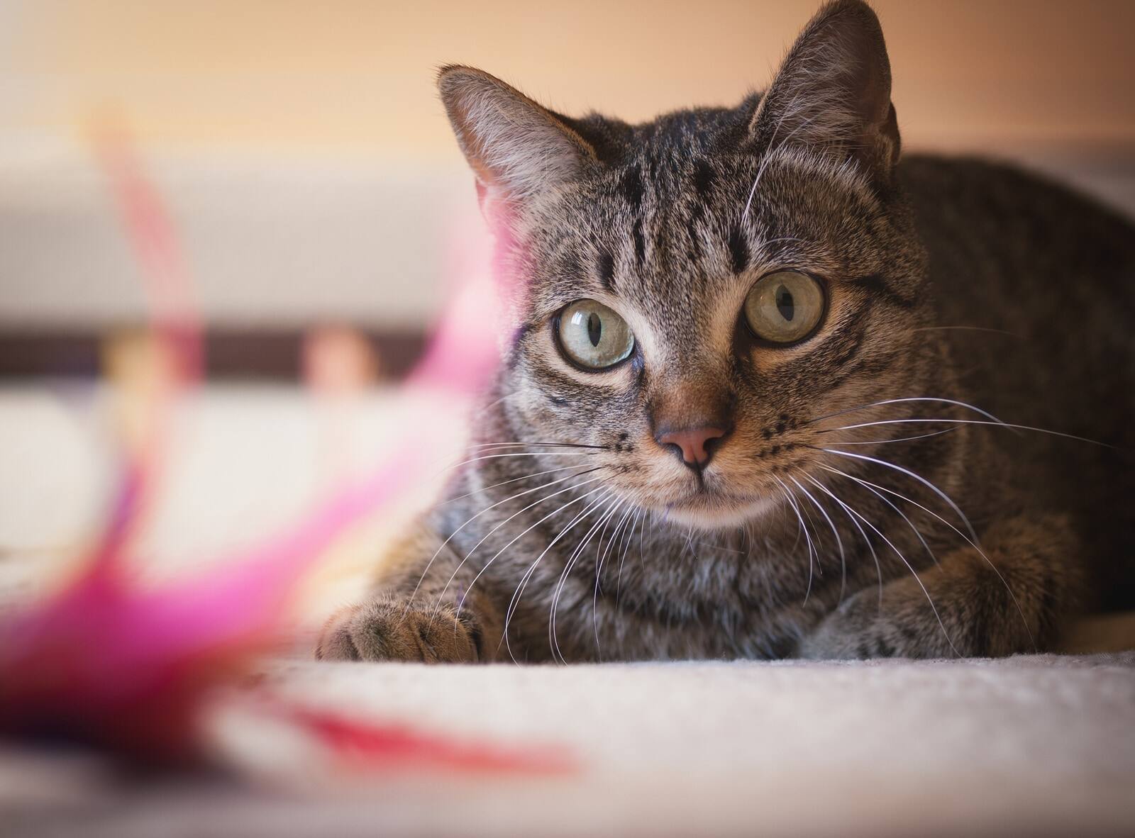 Imagem ampliada de um gato malhado castanho com os olhos verdes.
