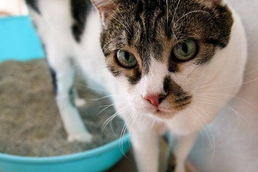 Gato a usar a caixa de areia para defecar ou urinar. Gato a olhar para as suas fezes na caixa de areia azul. Gato em casa.