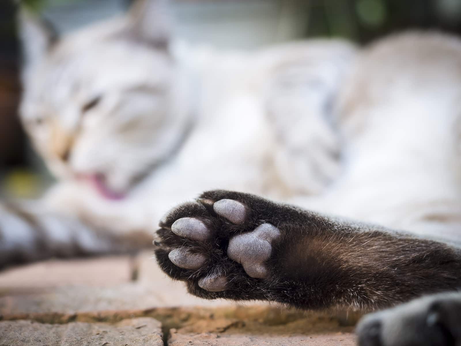 Pata de gato com gato desfocado a dormir ao fundo