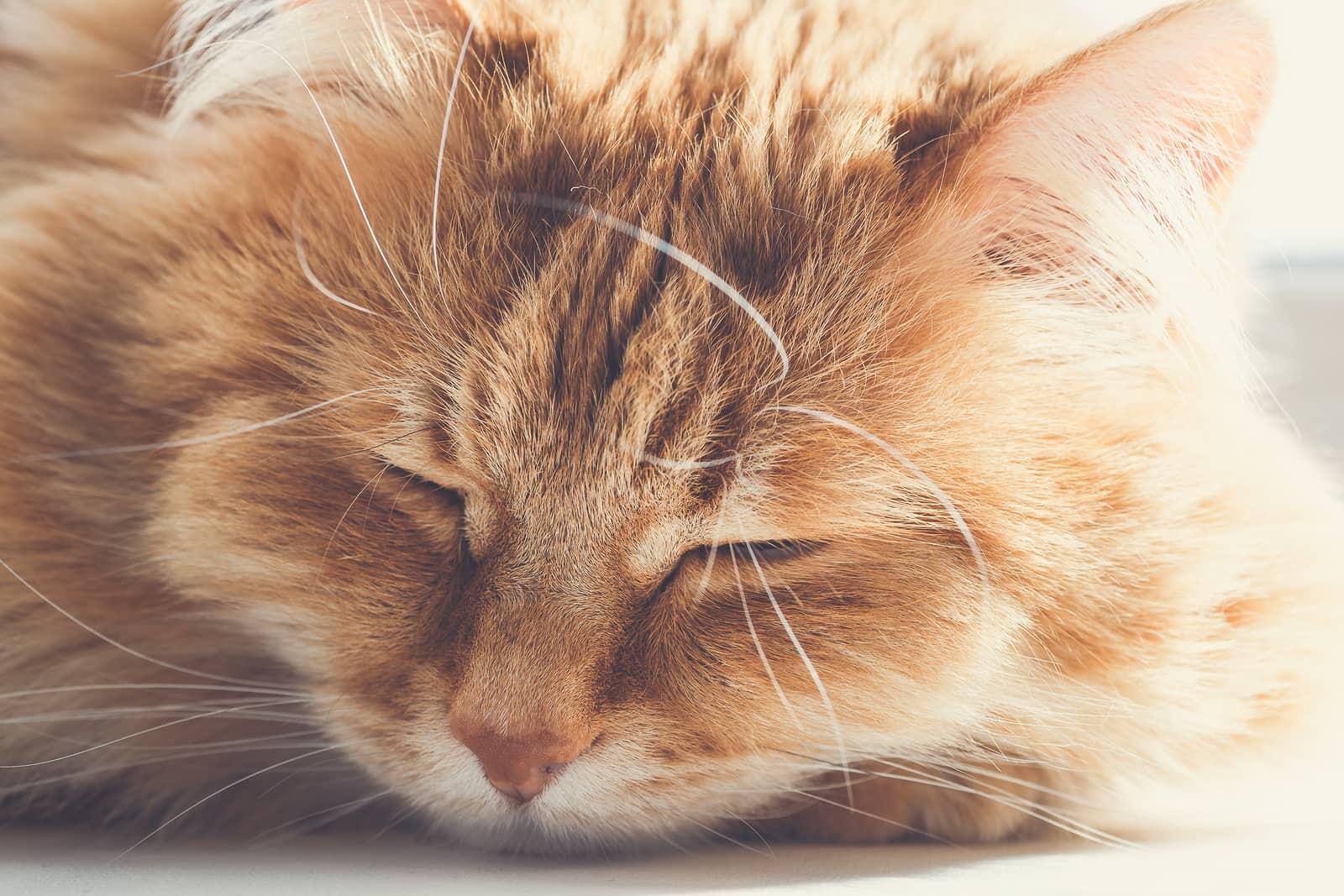 Gato laranja grande e felpudo a dormir no chão