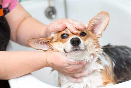 Cão corgi a ser lavado na casa de banho
