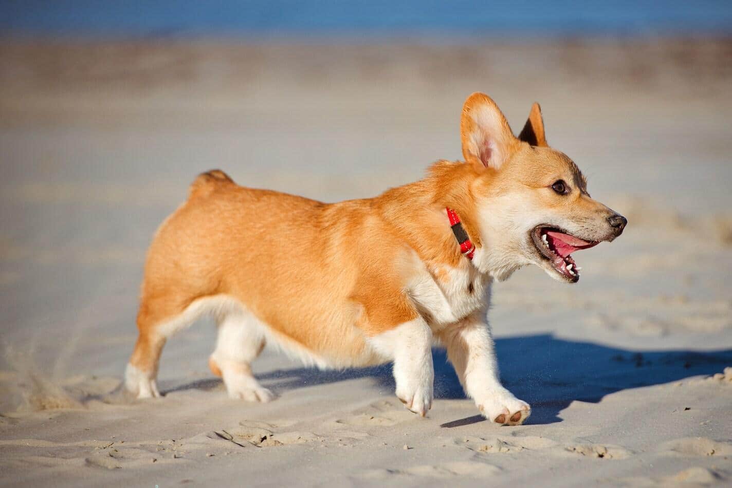Cachorro corgi pembroke galês na praia