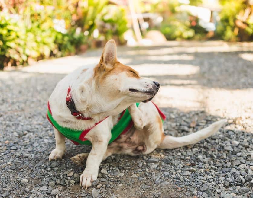Corgi com uma camisola verde a coçar a orelha.