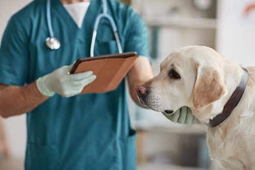 Retrato recortado de um veterinário irreconhecível a examinar um cão Labrador branco numa clínica veterinária, espaço para cópia